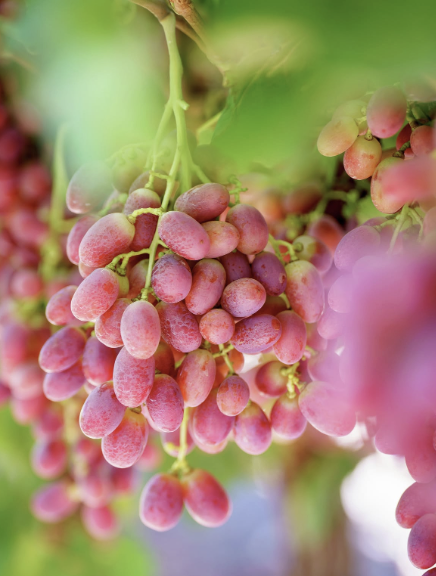 ［Australian Table Grape Association 様］オーストラリア産ぶどうのプロモーション