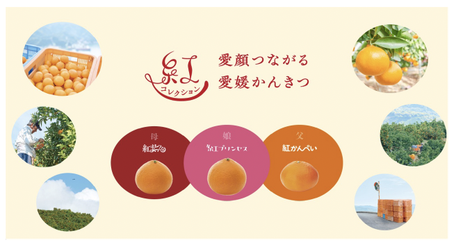 ［愛媛県農林水産部農政企画局食ブランドマーケティング課 様］紅プリンセス等ブランド力強化施策を実施